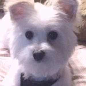 Meet your Posher, Beardsly